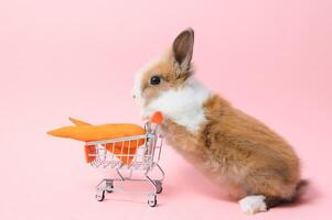 Marrone carino bambino coniglio in piedi e hold il shopping carrello con bambino carote. bello azione di giovane coniglio come acquisti. foto