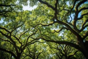 ai generato torreggiante quercia alberi formatura un degno di nota baldacchino. generativo ai foto