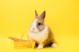 Marrone carino bambino coniglio in piedi e hold il shopping carrello con bambino carote. bello azione di giovane coniglio come acquisti. foto