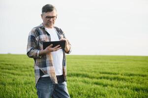 ritratto di anziano contadino agronomo nel Grano campo. riuscito biologico cibo produzione e coltivazione. foto