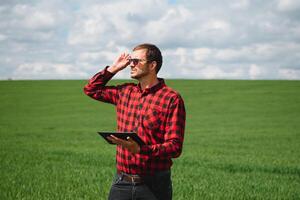 sorridente contento giovane contadino o agronomo utilizzando un' tavoletta nel un' Grano campo. largo angolo panoramico foto. biologico agricoltura e salutare cibo produzione foto