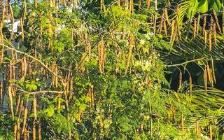 semi e fiori moringa albero su verde albero nel Messico. foto