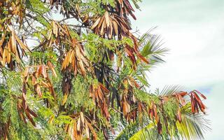 rosso guajé albero pianta con seme fagioli fagiolo baccello baccelli. foto