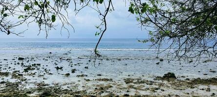 sereno atollo tropicale spiaggia nel Maldive atollo con bianca sabbie e corallo scogliera foto