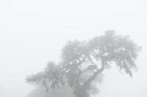 albero nella nebbia, bordo del cratere di ngorongoro foto