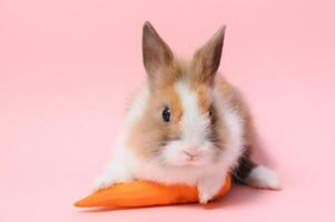 ritratto di adorabile coniglio con carota al di sopra di rosa sfondo foto