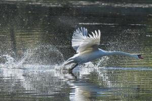 cigno reale che decolla foto