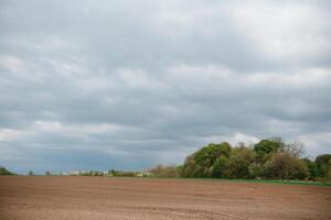 giovane grano su il campo. nuvoloso cielo. giovane segale. calma prima il tempesta. agricolo le zone. segale coltivazione. foto