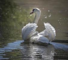 cigno reale con piume arruffate foto