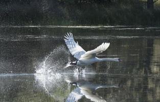 decollo del cigno reale foto