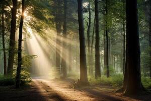 ai generato tranquillo bosco con luce del sole filtraggio attraverso alto alberi. generativo ai foto