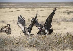 avvoltoi che combattono per uccidere foto