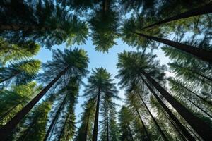 ai generato maestoso sempreverdi raggiungendo per il cielo nel il foresta. generativo ai foto