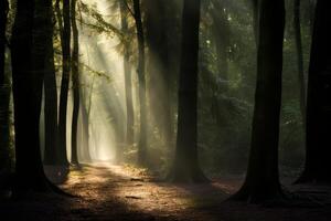 ai generato un' fotografia in mostra il incantevole giocare di leggero e ombra nel un' foresta. generativo ai foto