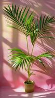 ai generato palma albero nel pentola contro rosa parete foto