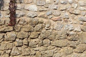 vecchio muro di pietra medievale con una vite appesa