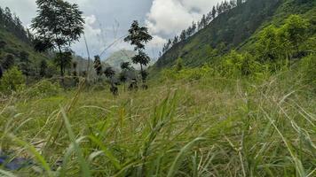 il prato tra le colline foto