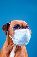 cane boxer con una maschera antinfluenzale sul muso foto