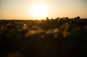 soia impianti nel agricolo campo nel tramonto, selettivo messa a fuoco foto