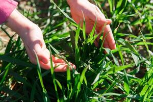 primavera erba su il campo, verde erba, erba cresce su il campo, campo nel primavera foto