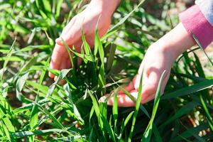 primavera erba su il campo, verde erba, erba cresce su il campo, campo nel primavera foto