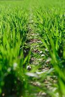 primavera erba su il campo, verde erba, erba cresce su il campo, campo nel primavera foto