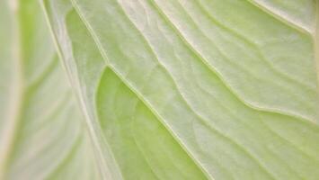 verde pianta foglia struttura foto