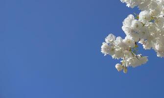 appariscente e luminosa prunus kanzan giapponese fioritura ciliegia Doppio strato fiori avvicinamento. sakura fiore. giapponese ciliegia fiore. foto