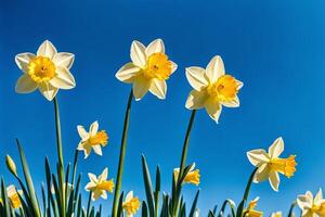 ai generato Basso angolo di narciso fiore contro blu cielo, primavera fiore foto