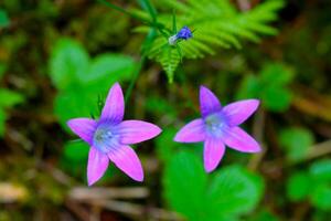 viola fiori selvatici fioritura nel il prato nel il estate. foto