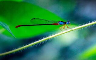 libellula fotografia, avvicinamento tiro di un' libellula nel il naturale ambiente foto