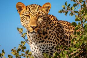 ai generato magnifico africano leopardo imbarco su un eccitante safari avventura in mezzo il lussureggiante savana foto