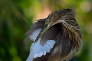 uccello fotografia, uccello immagine, maggior parte bellissimo uccello fotografia, natura fotografia foto