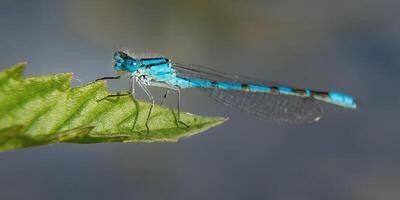 libellula fotografia, avvicinamento tiro di un' libellula nel il naturale ambiente foto