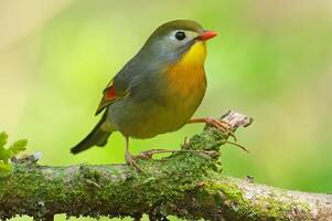 uccello fotografia, uccello immagine, maggior parte bellissimo uccello fotografia, natura fotografia foto