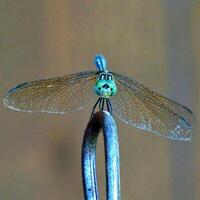 libellula fotografia, avvicinamento tiro di un' libellula nel il naturale ambiente foto