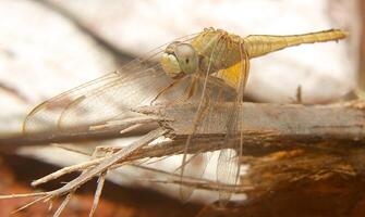 libellula fotografia, avvicinamento tiro di un' libellula nel il naturale ambiente foto