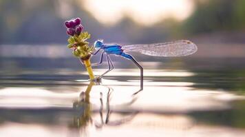 libellula fotografia, avvicinamento tiro di un' libellula nel il naturale ambiente foto