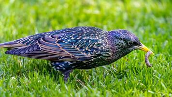 uccello fotografia, uccello immagine, maggior parte bellissimo uccello fotografia, natura fotografia foto