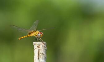 libellula fotografia, avvicinamento tiro di un' libellula nel il naturale ambiente foto