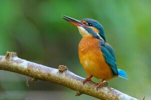 uccello fotografia, uccello immagine, maggior parte bellissimo uccello fotografia, natura fotografia foto