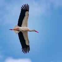 uccello fotografia, uccello immagine, maggior parte bellissimo uccello fotografia, natura fotografia foto