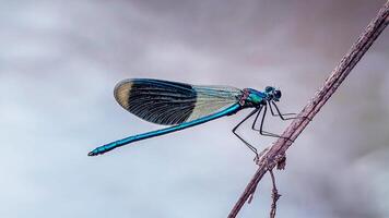 libellula fotografia, avvicinamento tiro di un' libellula nel il naturale ambiente foto