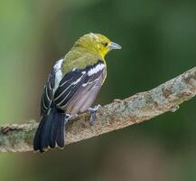 uccello fotografia, uccello immagine, maggior parte bellissimo uccello fotografia, natura fotografia foto