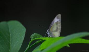 monarca, bellissimo farfalla fotografia, bellissimo farfalla su fiore, macro fotografia, bellissimo natura foto