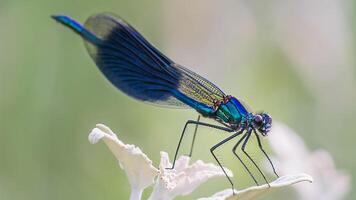 libellula fotografia, avvicinamento tiro di un' libellula nel il naturale ambiente foto