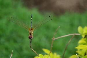 libellula fotografia, avvicinamento tiro di un' libellula nel il naturale ambiente foto