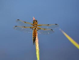 libellula fotografia, avvicinamento tiro di un' libellula nel il naturale ambiente foto