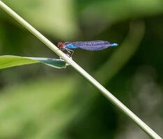 libellula fotografia, avvicinamento tiro di un' libellula nel il naturale ambiente foto