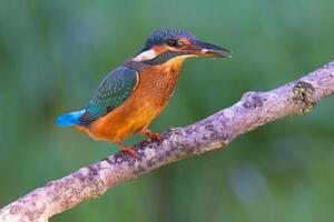 uccello fotografia, uccello immagine, maggior parte bellissimo uccello fotografia, natura fotografia foto